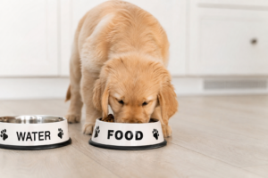 Common Nutrition Mistakes Pet Owners Should Avoid