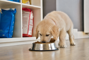 Best Food for Puppies and Growing Dogs