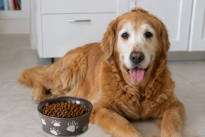 Senior Pet Food and Its Health Benefits