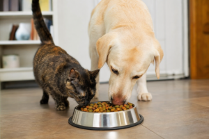 Best Food for Active and Energetic Pets