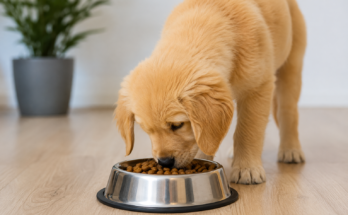 Best Dog Food for Healthy Growth and Development