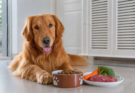 How to Choose the Right Food for Your Dog