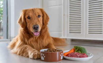 How to Choose the Right Food for Your Dog