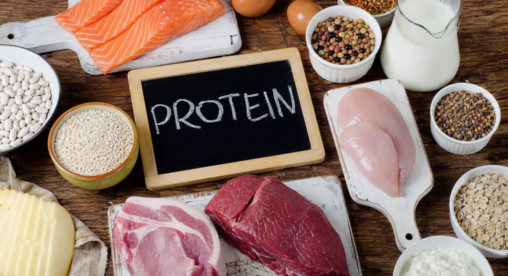 Importance of Protein in a Dog’s Diet