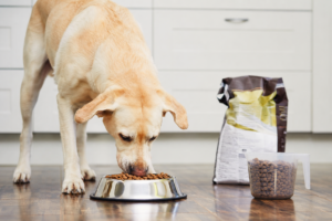 How Much Food Should You Give Your Dog Every Day