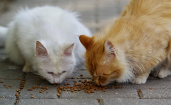Wet Cat Food vs Dry Cat Food for Everyday Feeding