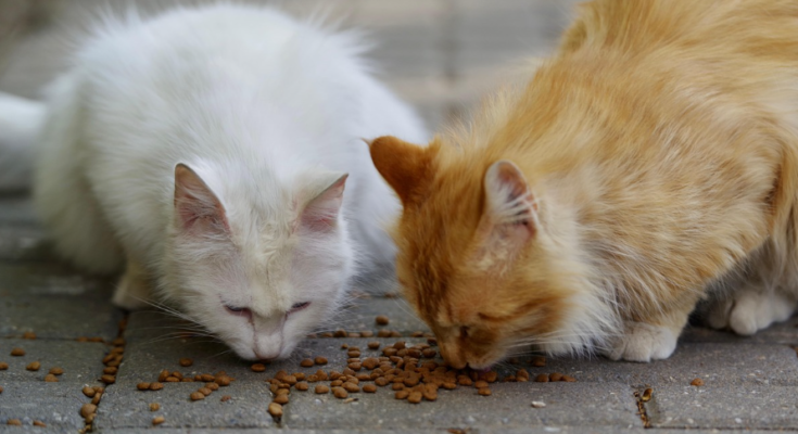 Wet Cat Food vs Dry Cat Food for Everyday Feeding