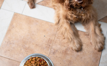 Understanding Protein Sources in Dog Food