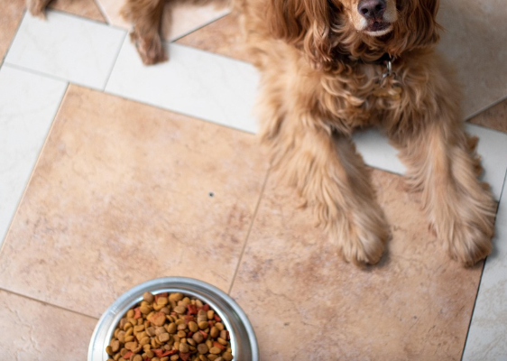 Understanding Protein Sources in Dog Food