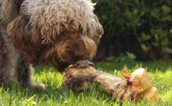 What to Look for in a Quality Dog Food