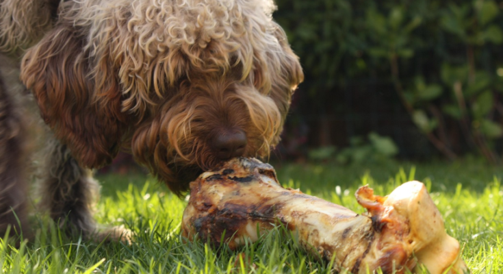What to Look for in a Quality Dog Food