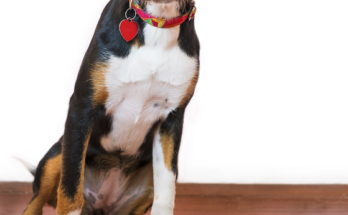 Grain Free Dog Food and Important Things to Consider