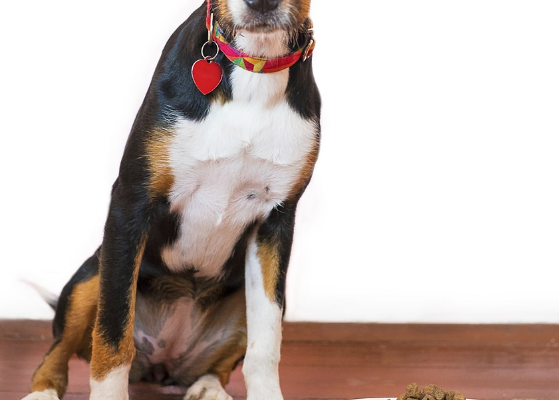 Grain Free Dog Food and Important Things to Consider