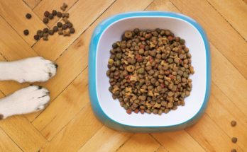 How to Read Dog Food Labels Before Buying