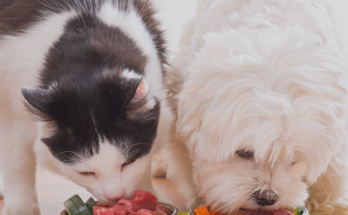 Essential Nutrients Every Cat and Dog Needs