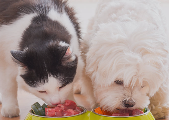 Essential Nutrients Every Cat and Dog Needs