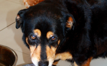 Why Protein Matters in a Pet's Daily Diet