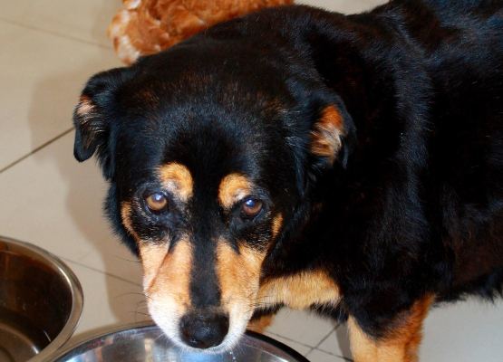 Why Protein Matters in a Pet's Daily Diet