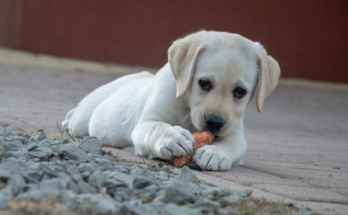 Why Water Is an Important Part of Pet Nutrition