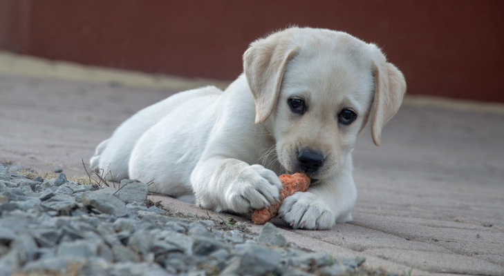 Why Water Is an Important Part of Pet Nutrition