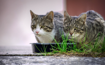 How Much Food Does an Indoor Cat Need?