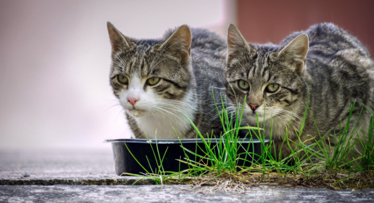 How Much Food Does an Indoor Cat Need?