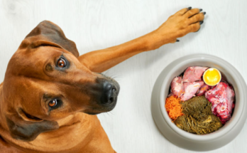 Common Nutrition Mistakes Pet Owners Should Avoid