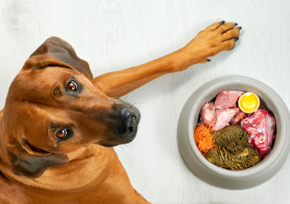 Common Nutrition Mistakes Pet Owners Should Avoid