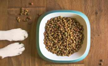 What to Look for in Food for Senior Cats
