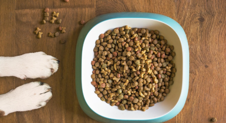 What to Look for in Food for Senior Cats