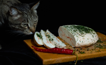 How Senior Dogs May Need Different Food
