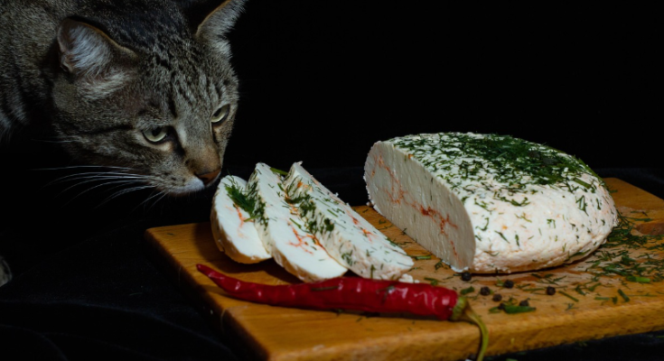 How Senior Dogs May Need Different Food
