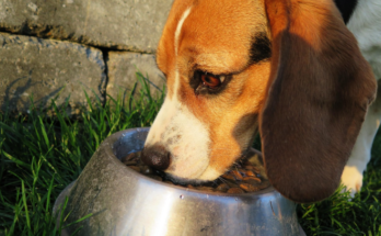 Food Choices for Active Dogs With Higher Energy Needs