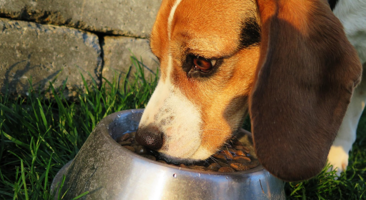 Food Choices for Active Dogs With Higher Energy Needs