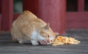 Choosing Food for Indoor Cats With a Less Active Lifestyle