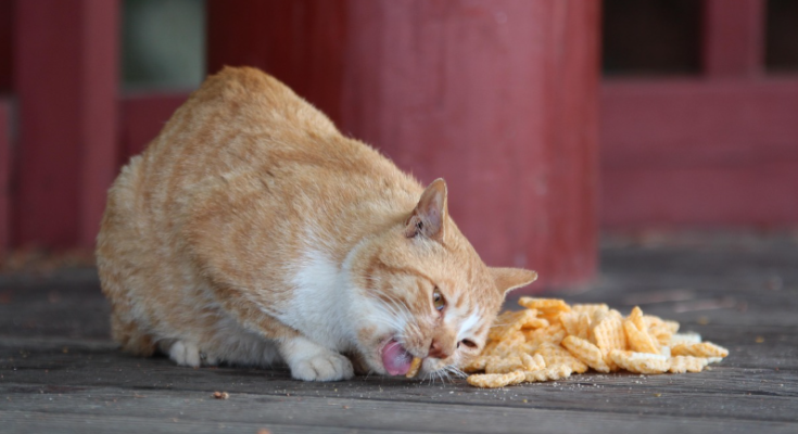 Choosing Food for Indoor Cats With a Less Active Lifestyle