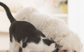 Feeding Tips for Pets With Different Daily Activity Levels