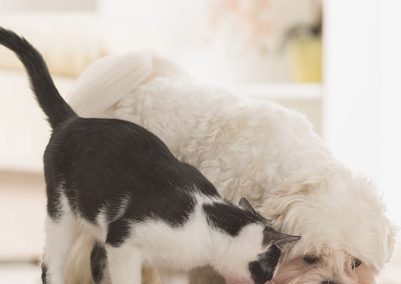 Feeding Tips for Pets With Different Daily Activity Levels