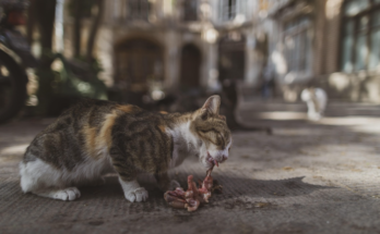 How to Tell When Pet Food Has Gone Bad