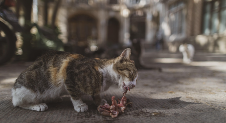 How to Tell When Pet Food Has Gone Bad