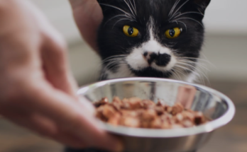 Best Protein Sources Commonly Found in Cat Food
