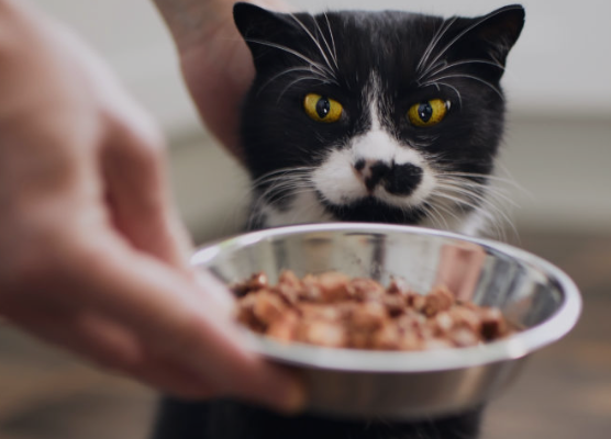 Best Protein Sources Commonly Found in Cat Food