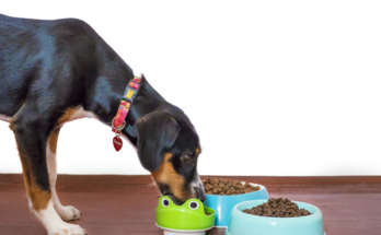 Safe Ways to Change Your Pet's Food