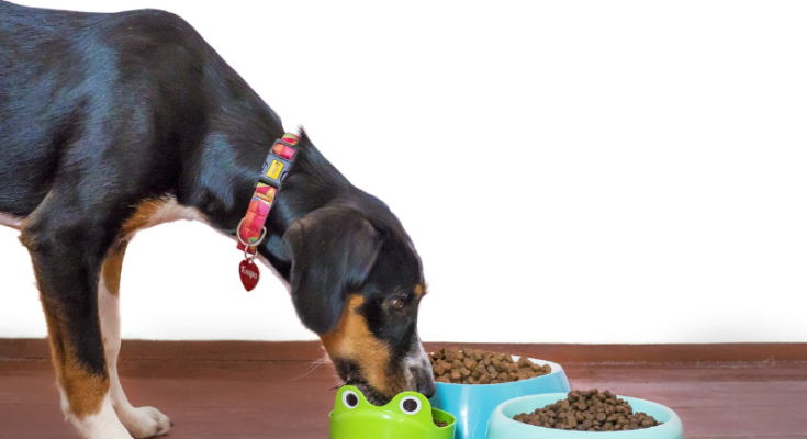 Safe Ways to Change Your Pet's Food