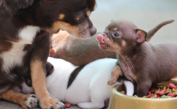 How to Create a Consistent Feeding Routine for Pets