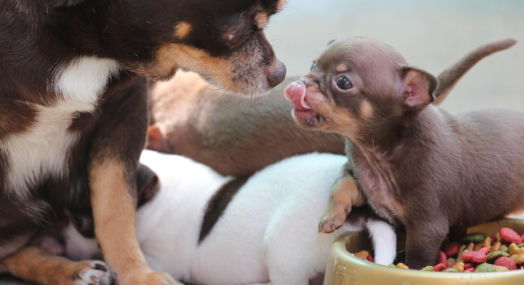 How to Create a Consistent Feeding Routine for Pets