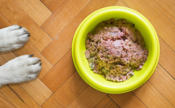 How to Measure Pet Food Portions Correctly