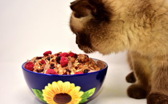 Safe Human Foods and Foods Pets Should Avoid