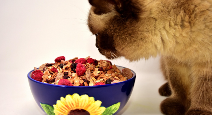Safe Human Foods and Foods Pets Should Avoid