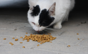 How to Choose the Right Food for Your Cat